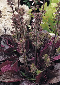 Salvia lyrata 'Purple Volcano'